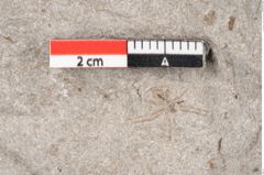 Foto (Detailansicht) von Zostera ungeri Ettingshausen (NHMW-GEO-2024-0188-6656)